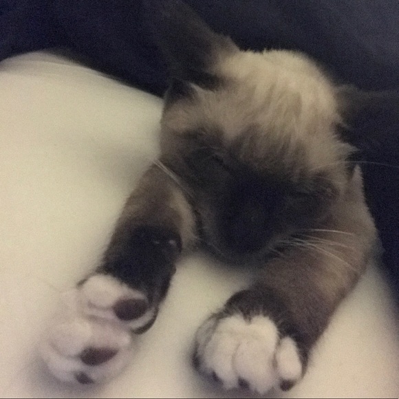 Hi. I’m Koda. I’m 1 year old now - Picture 12 of 14